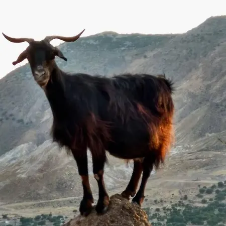 Traumhaus Nisyros Villa *