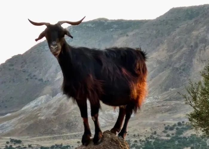 Traumhaus Nisyros Вилла *