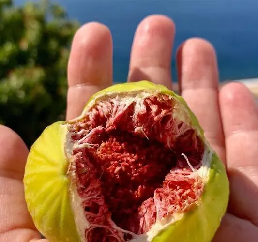 Вилла Traumhaus Nisyros